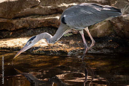 Foto Grey Heron
