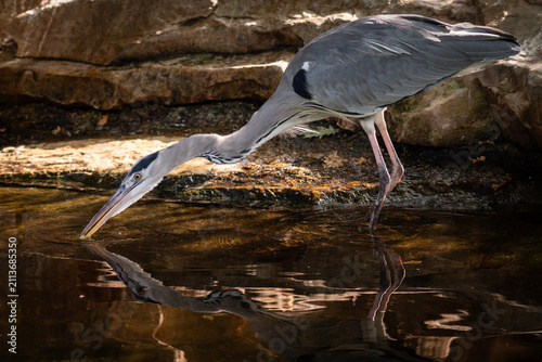 Bild auf Leinwand Grey Heron
