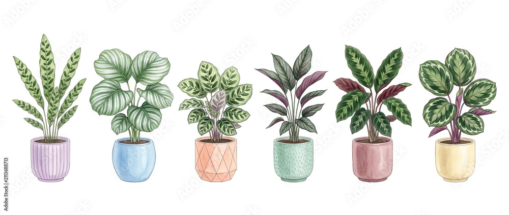 Fototapeta premium Potted Houseplants Tropical Leaves Illustration Set Isolated On Black Background Featuring Calathea And Prayer Plants In Colorful Ceramic Pots For Interior Decoration And Botanical Design Elements.