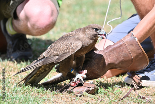  Altai falcon feeding a predator