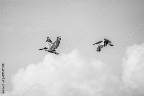 Photography Two birds flying above soft clouds in monochrome, high-contrast wildlife photogr