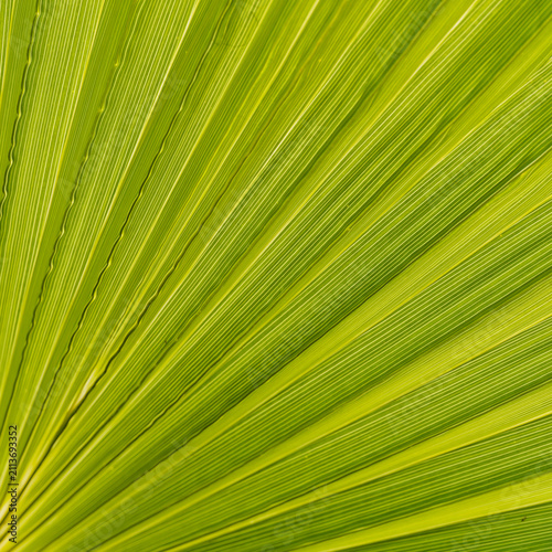 Macro de palme de palmier washingtonia