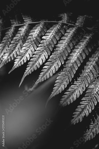 Canvas Print Black and white close-up of a fern frond with repeating pinnate pattern and text