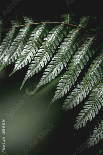 Close-up moody photograph of a green fern frond with detailed pinnate leaflets and dewy texture against a dark blurred background