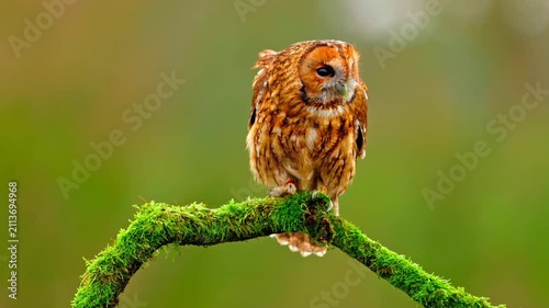 Tawny owl perched on a mossy branch in the forest