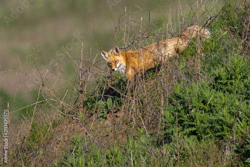 Konstfotografi American Red Fox (Vulpes vulpes fulva) in Washington State