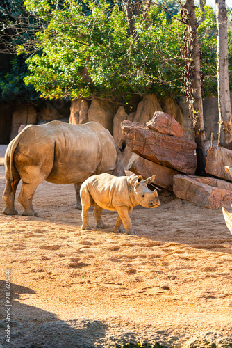 white rhinoceros mother with calf standing on sandy ground in zoo habitat, african mammals showing care and bonding behavior in warm natural sunlight environment
