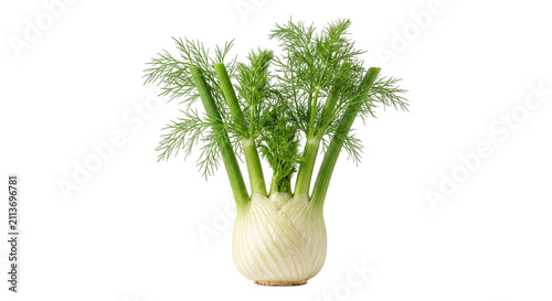 Fresh fennel bulb with vibrant green fronds, isolated on transparent background