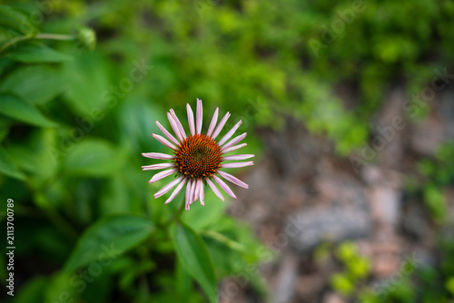 Echinacea purpurea flower blooming with pink petals in garden setting  