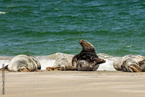 Canvas Print Grey seals (Halichoerus grypus) resting on the beach, one seal raising its heado