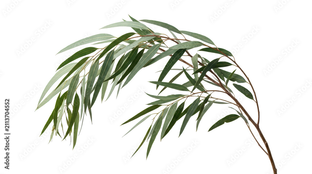Fototapeta premium Eucalyptus branch with elongated green leaves on a plain transparent background
