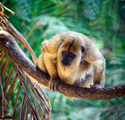 A Howler Monkey crouches on a tree branch in a lush tropical setting