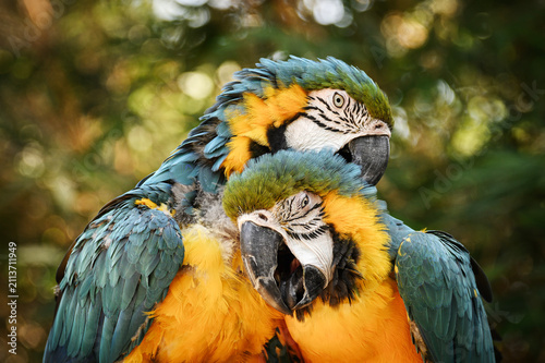 Two blue-and-yellow macaws engage in affectionate mutual preening