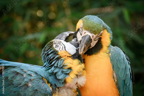 Two blue-and-yellow macaws engage in affectionate mutual preening
