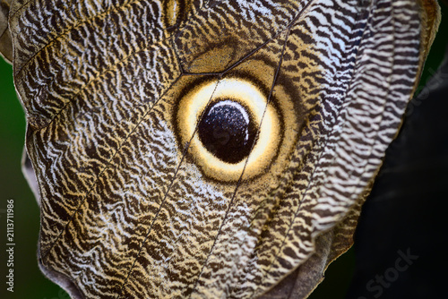 Closeup of a butterfly wing