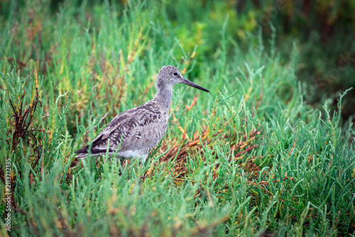 A willet stands among dense salt-marsh vegetation, where its long, sensitive bill helps it probe mud and shallow water for food