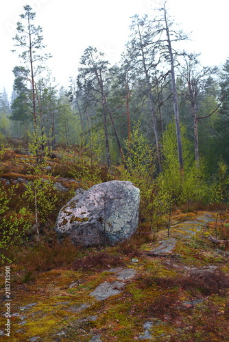 autumn in the forest