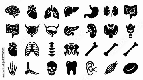 Bild auf Leinwand Human internal organs and anatomical structures, medical icon set