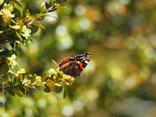 Red Admiral butterfly (Vanessa atalanta) perched on green foliage in warm sunlight with soft bokeh background.