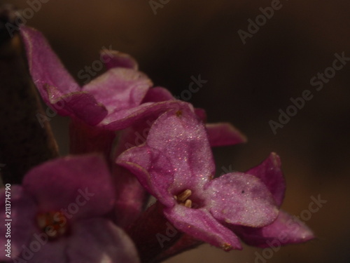 Macro shot of pink Mezereon flowers (Daphne mezereum) blooming against a dark natural background.