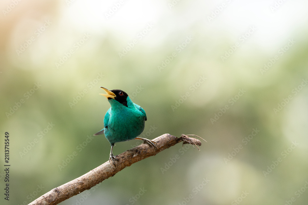 Obraz premium Close-up of a small green songbird perched on a branch singing with open beak, turquoise plumage and soft bokeh background