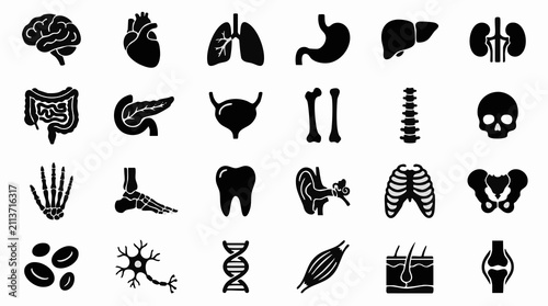 фотографія Human Anatomy Icons: Organs, Bones, Cells Silhouettes for Medical Use