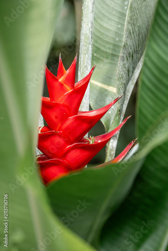 Close-up of vivid red heliconia bracts among large green tropical leaves, vertical botanical photograph