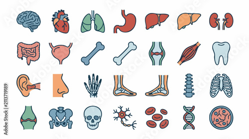 Bild auf Leinwand Human anatomy icons set for medical, biology, and healthcare illustrations