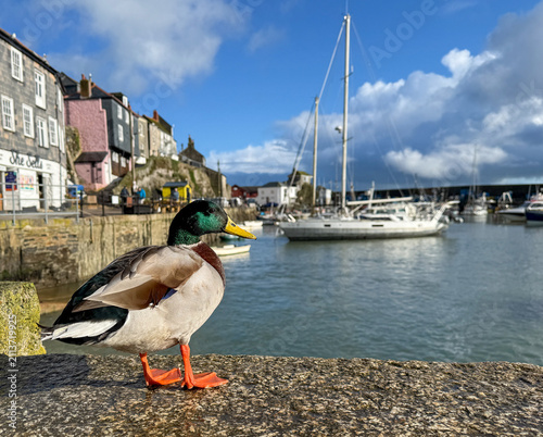 Mevagissey, Cornwall, England, UK – July 1, 2026: A famouus mallard duck resting at Mevagissey Harbour, a popular fishing village and tourist destination on the Cornish coast