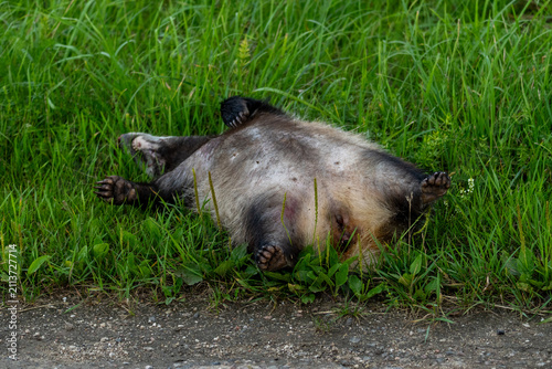 Obraz na plátne Dead raccoon dog lying in roadside grass