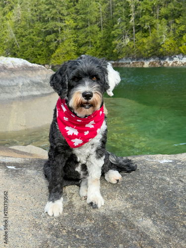 Dog sitting beside a lake in Canada