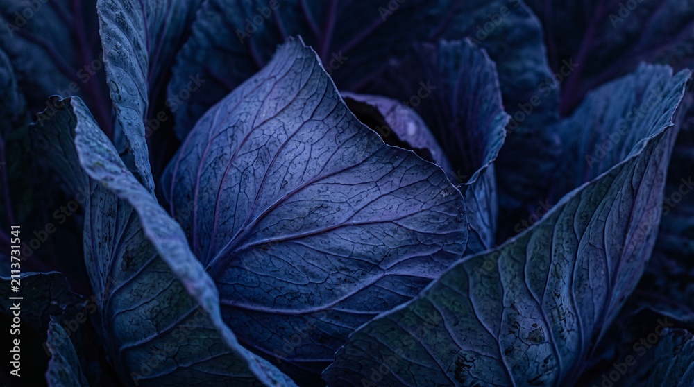 Obraz premium Cabbage Leaves Close Up with Detailed Organic Patterns in Deep Purple Tones