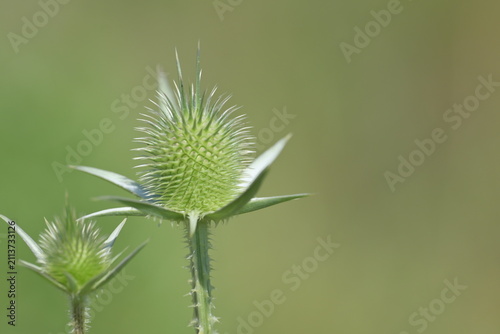 Fotografie Close-up of green wild teasel Dipsacus laciniatus flower heads