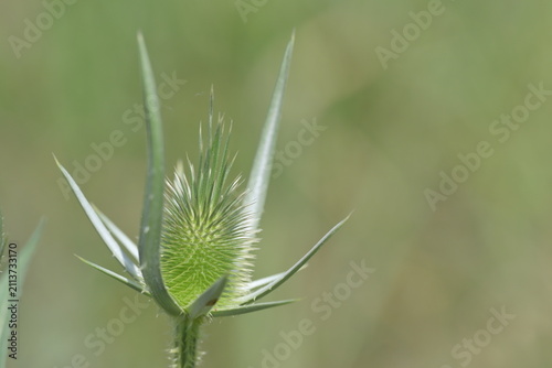 Foto Close-up of a green wild teasel Dipsacus laciniatus flower head