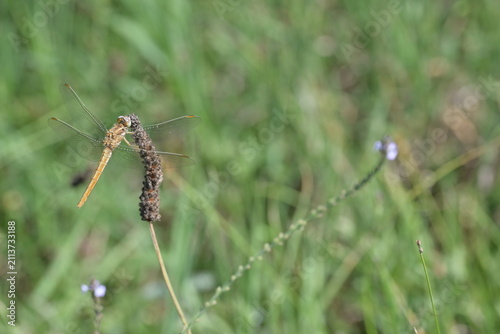 Yellow dragonfly Pantala flavescens resting on a ribwort plantain stalk. Close-up of an insect on a plantain head in a summer meadow.
