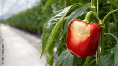 Red bell pepper with a pale sunscald lesion on the exposed side in a greenhouse. Heat stress, excessive sunlight, crop damage, quality loss and plant protection concept.