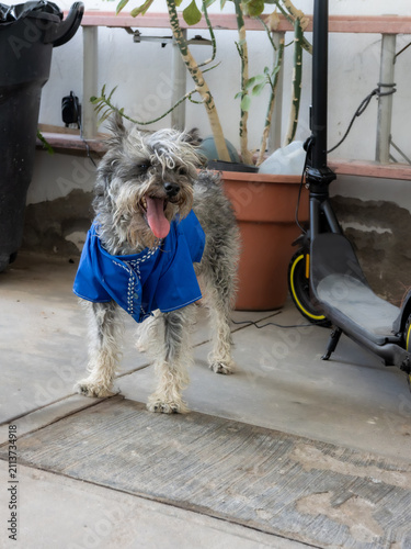 Adorable mixed breed terrier dog wearing a blue shirt on a terrace, looking at the camera with tongue out. Cute street pet lifestyle photography
