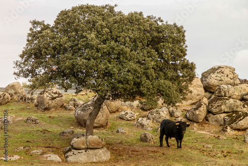 Quadro su tela Lone holm oak and grazing bull in a granite dehesa landscape
