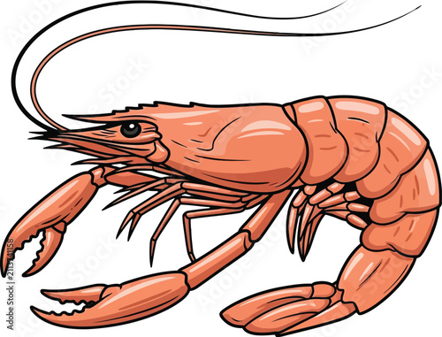 Realistic illustration of a large shrimp with white background