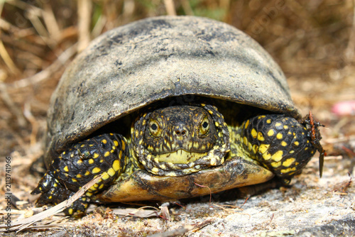 Bild auf Leinwand European pond terrapin looking at the camera in close up