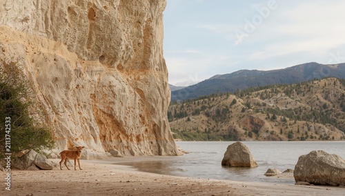 Dog Walks Along a Beach Near Rocky Cliffs and Water During the Day in a Natur...