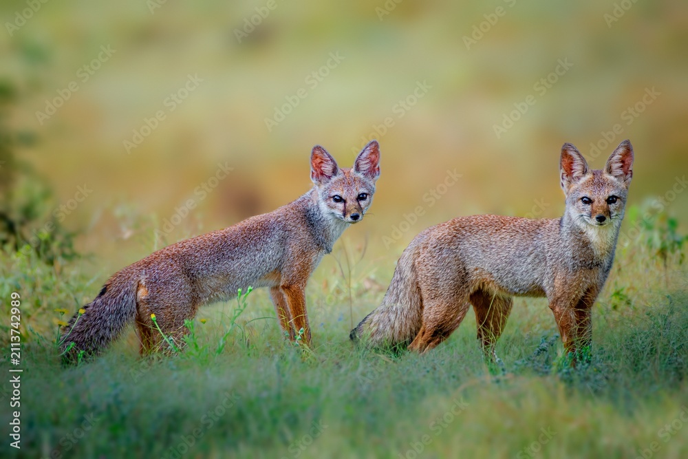 Fototapeta premium The Bengal fox, also known as the Indian fox, is a fox endemic to the Indian subcontinent from the Himalayan foothills and Terai of Nepal through southern India.