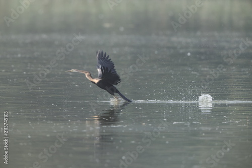 Obraz na plátně The Oriental darter (Anhinga melanogaster) is a water bird of tropical South Asia and Southeast Asia
