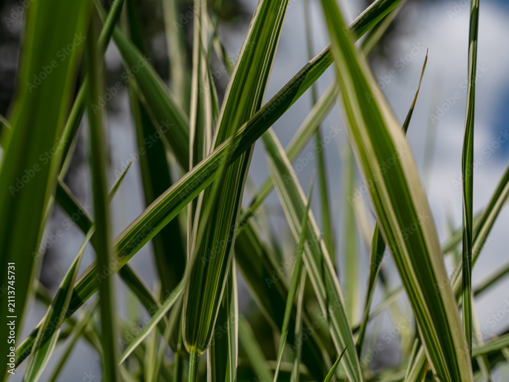 Fototapeta premium Macro Close Up of Striped Ornamental Grass Leaves