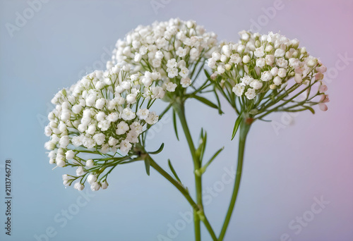 Close-up of two white gypso...