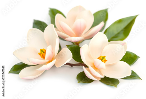 Three fresh magnolia flower...