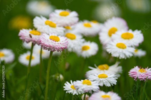 a field of daisies with a field of white flowers.