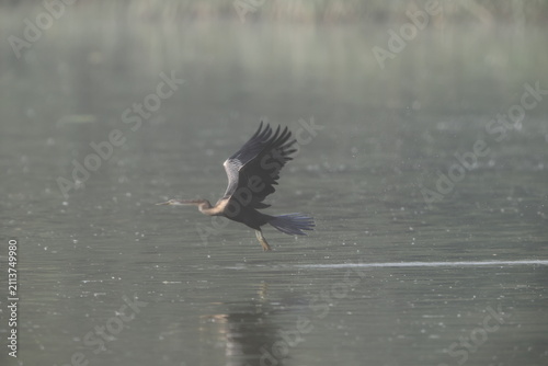 Fotografie The Oriental darter (Anhinga melanogaster) is a water bird of tropical South Asia and Southeast Asia