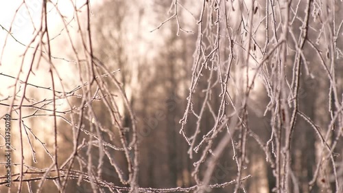 Real video. Frozen iced branches of tree against sun during sunny winter day. Macro close up view of branch covered by snow in a snowy forest. Plants in the wood at frosty weather. Nature landscape 4K