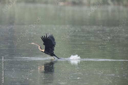Foto The Oriental darter (Anhinga melanogaster) is a water bird of tropical South Asia and Southeast Asia